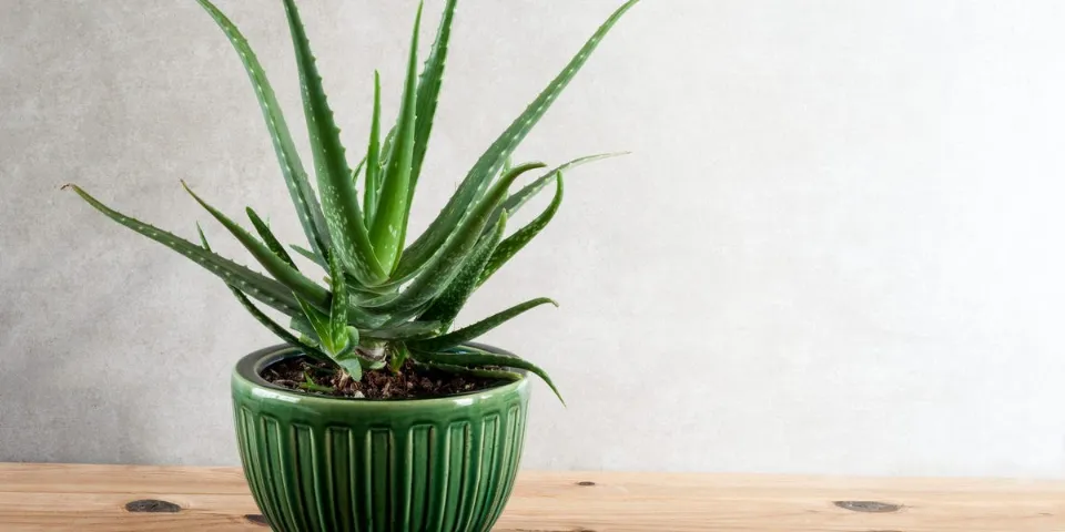 How Big Can Aloe Vera Plants Get All Explored