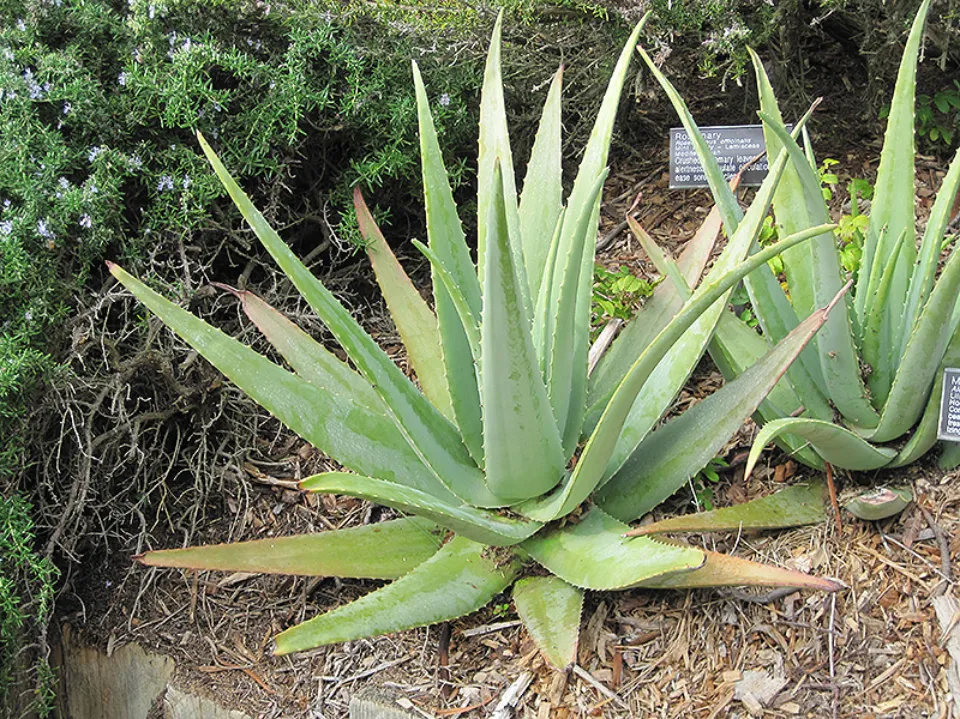 How Big Can Aloe Vera Plants Get All Explored