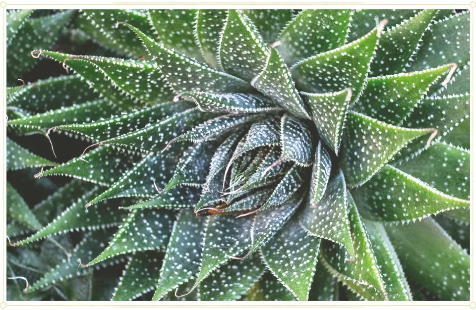 How Big Can Aloe Vera Plants Get All Explored