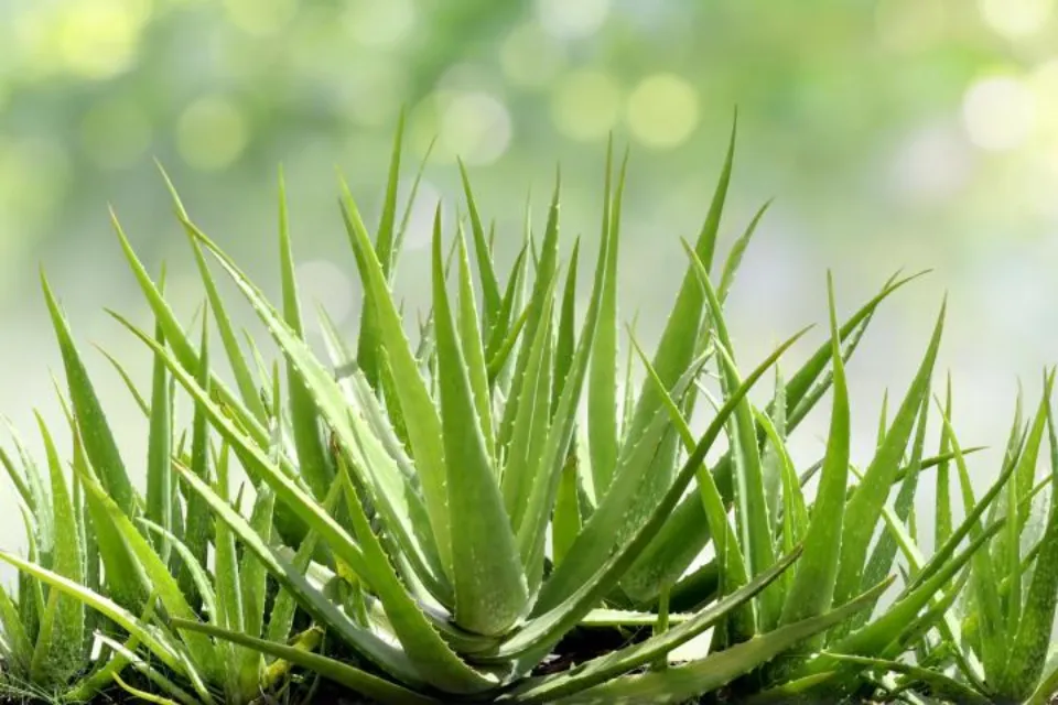 How to Water Aloe Vera Plants Follow the Guide