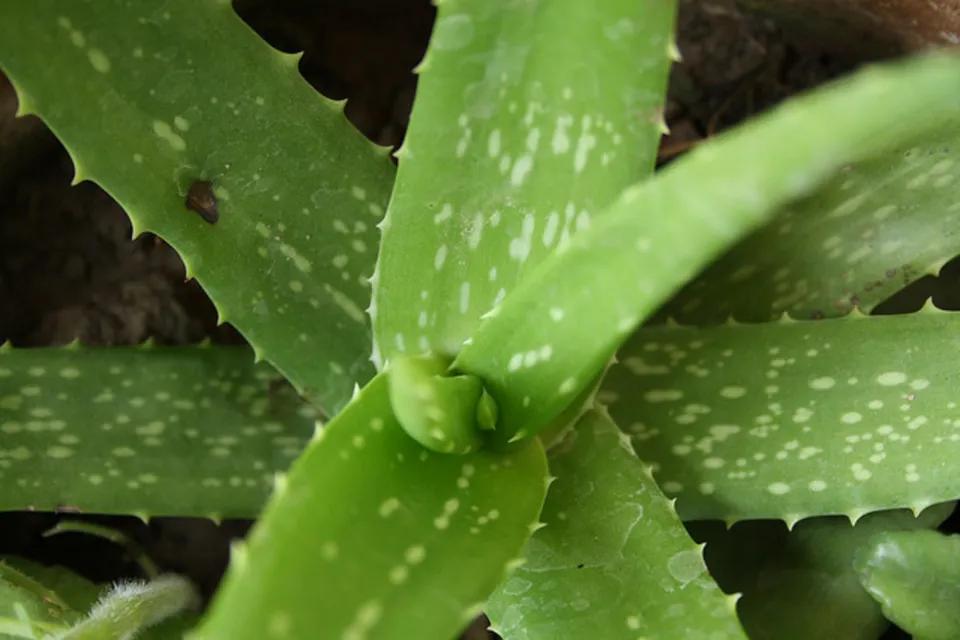 Benefits of Aloe Vera for Hair Tips for Using Aloe Vera