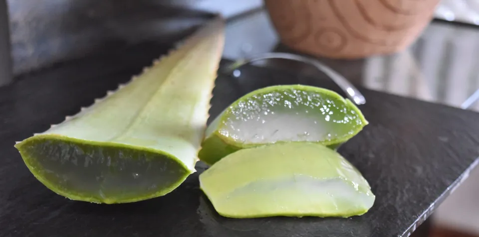 How to Cut Aloe Vera Plant Without Killing It Tips and Tricks