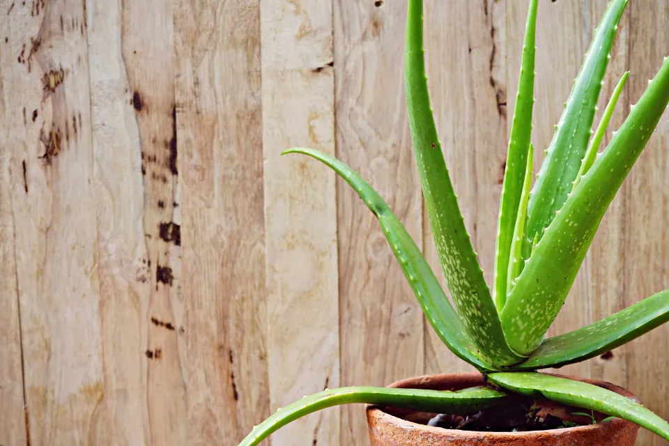 How to Revive a Dying Aloe Plant the Ultimate Instruction