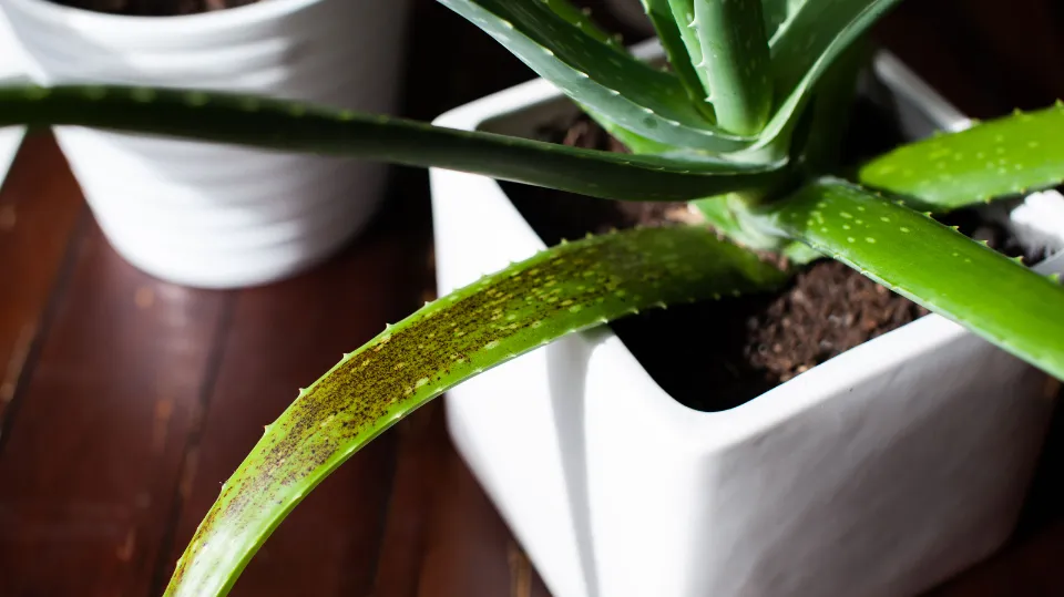 Why is My Aloe Plant Drooping How to Save