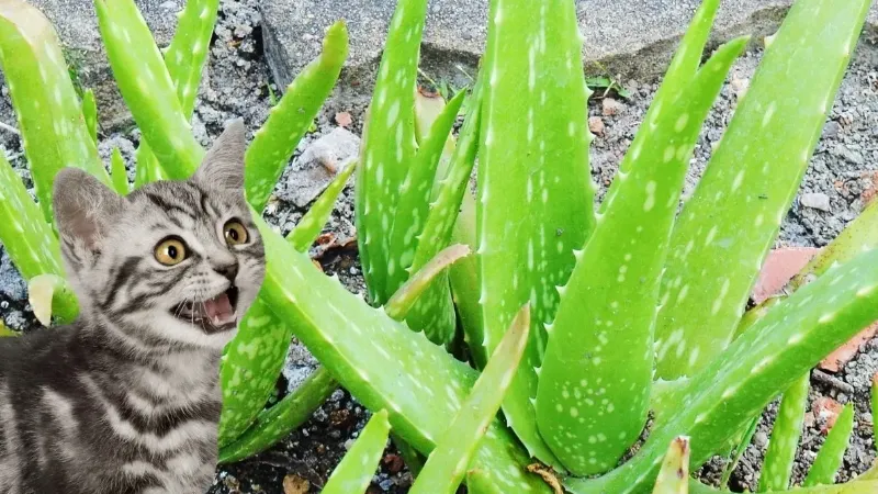 Are Aloe Plants Toxic to Cats? What to Do?