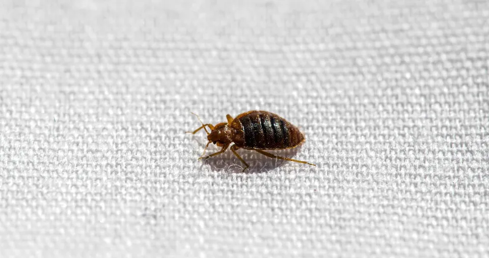 How to Know If You Have Bed Bugs Early Signs of Bed Bugs