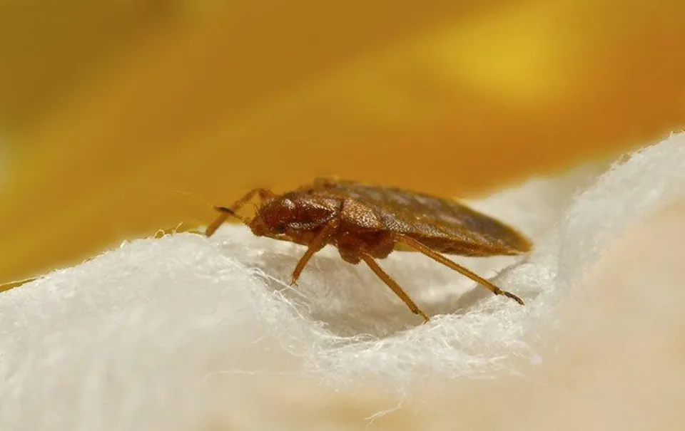 How to Know If You Have Bed Bugs Early Signs of Bed Bugs