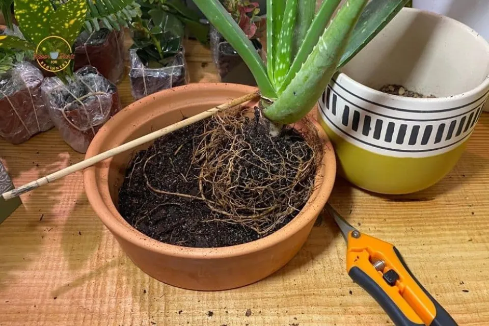 How to Revive a Dying Aloe Plant the Ultimate Instruction