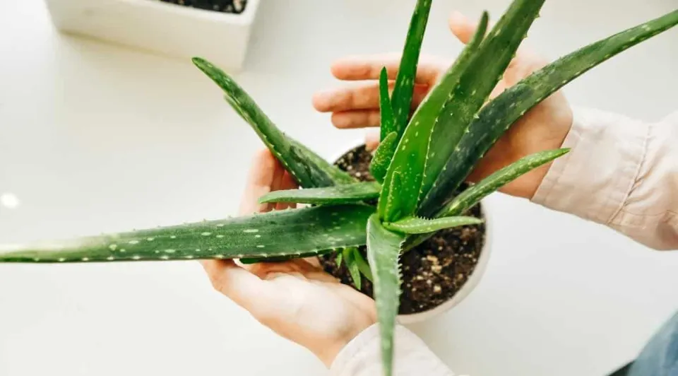 How to Water Aloe Vera Plants Follow the Guide