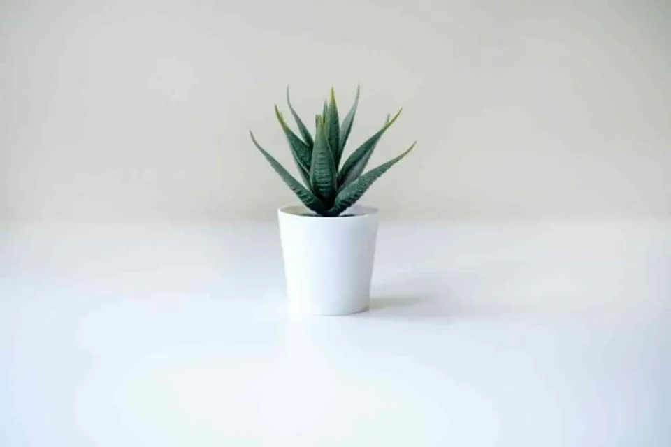 Best Pots for Aloe Plants