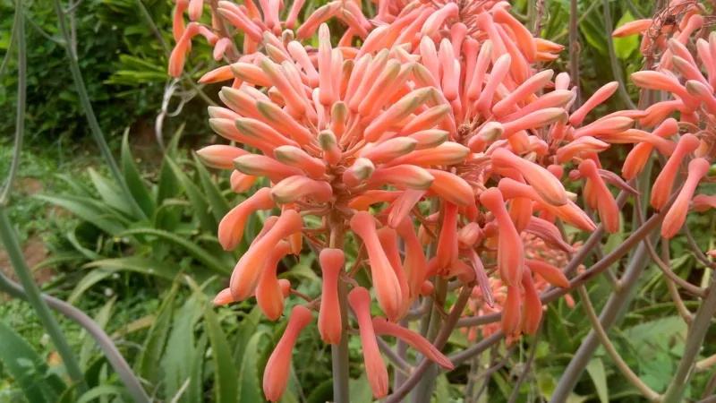 Do Aloe Plants Bloom? - Aloe Plant Flower