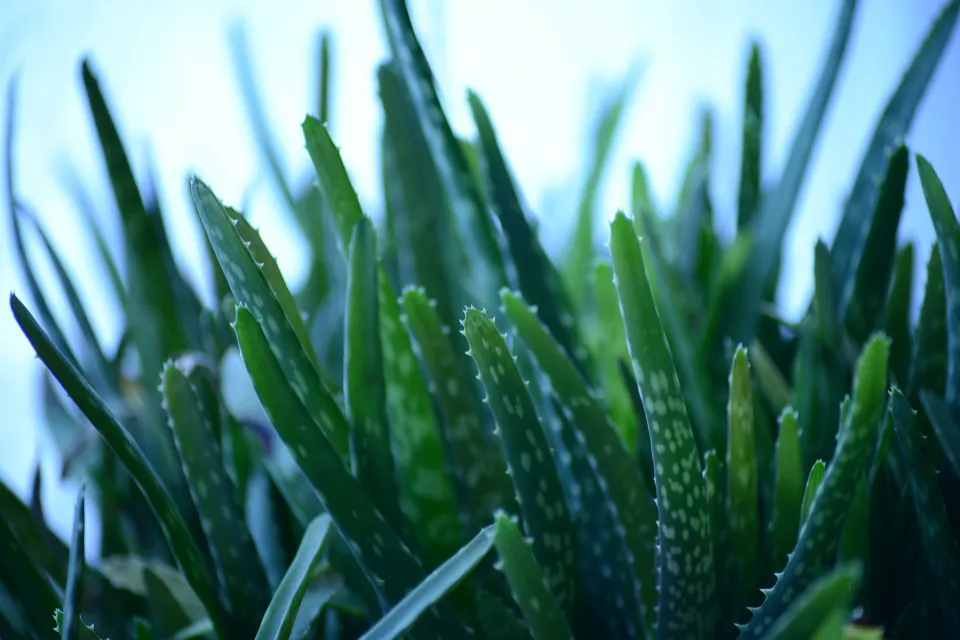 How to Revive a Dying Aloe Plant the Ultimate Instruction