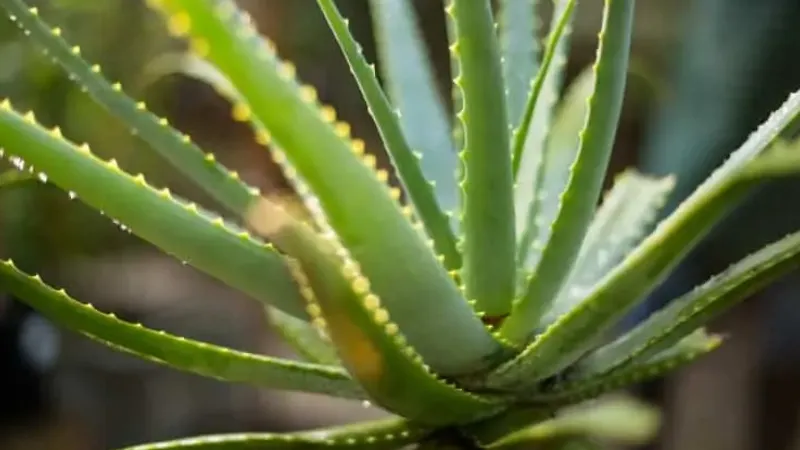 How Big Can Aloe Vera Plants Get? All Explored