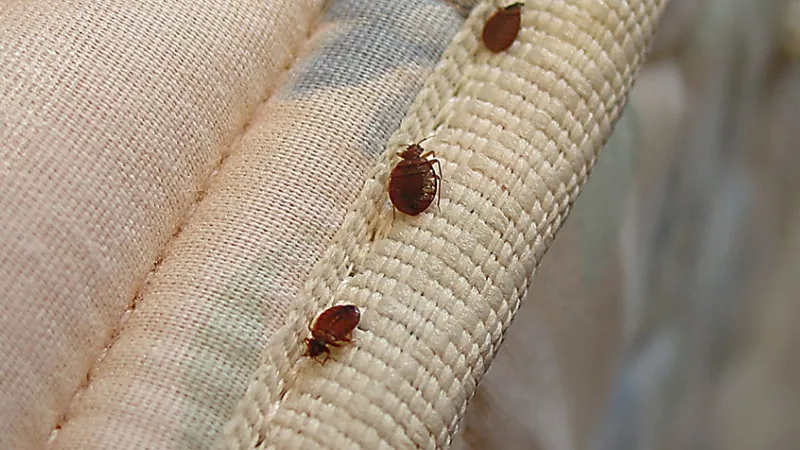 How Long Can Bed Bugs Live in An Empty House? How to Get Rid of Bed Bugs?