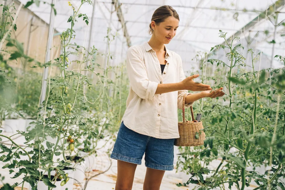 How Often to Water Tomato Plants? Follow the Tops Tips