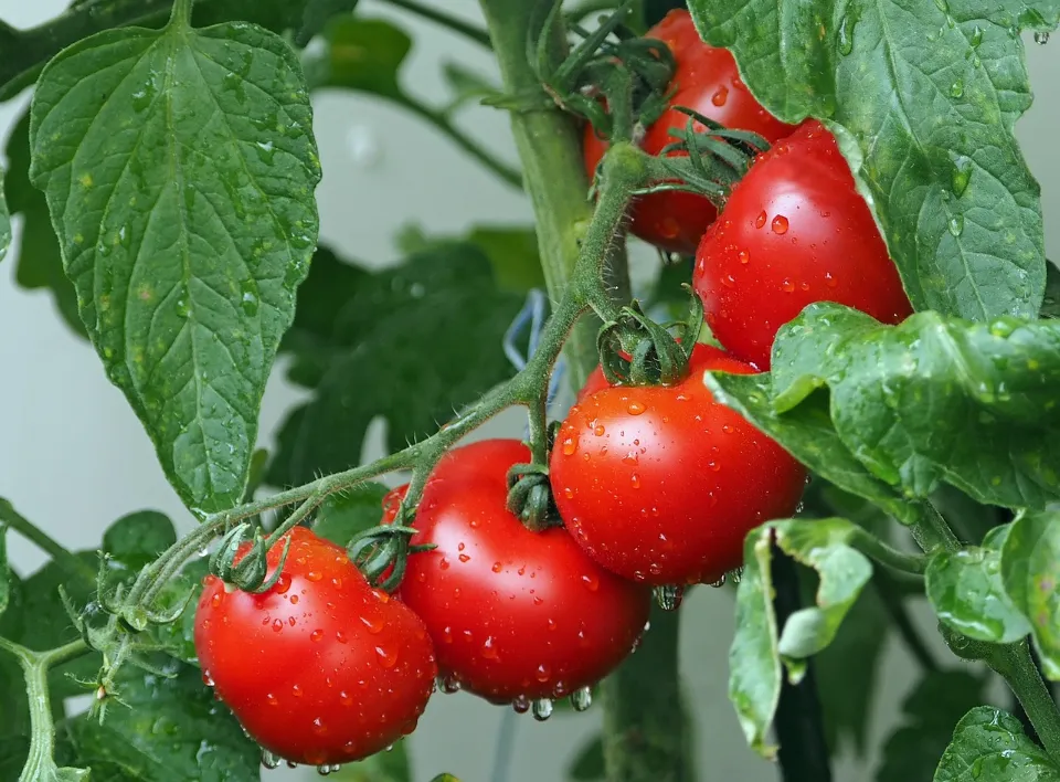 How Often to Water Tomato Plants? Follow the Tops Tips