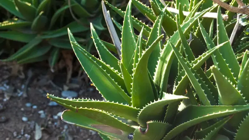 How to Cut Aloe Vera Plant Without Killing It? Tips and Tricks