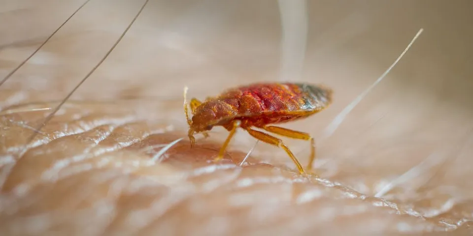 How Long Can Bed Bugs Live in An Empty House How to Get Rid of Bed Bugs