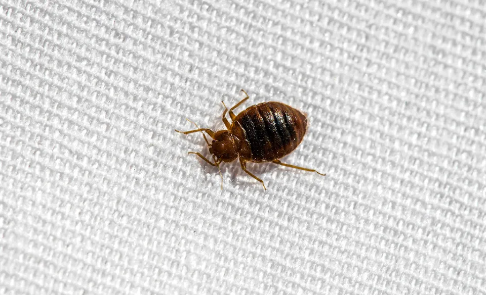 What Temperature Kills Bed Bugs Does Heating Or Freezing Kill Bed Bugs