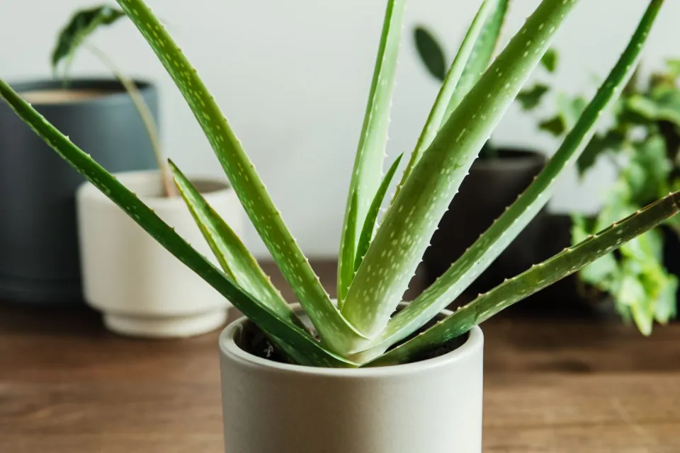 How Big Can Aloe Vera Plants Get All Explored