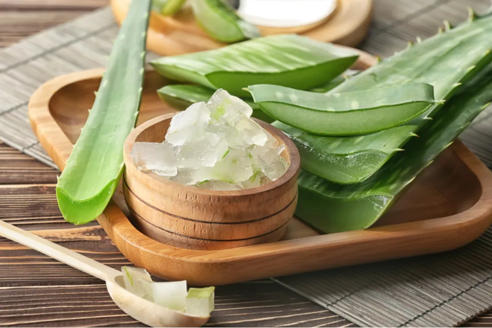 How to Cut Aloe Vera Plant Without Killing It Tips and Tricks