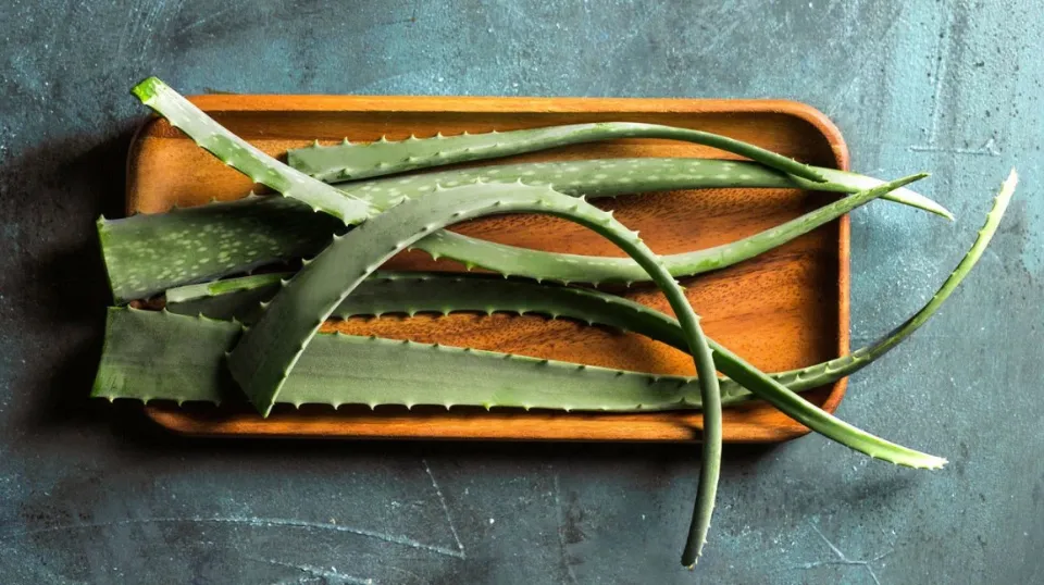 How to Cut Aloe Vera Plant Without Killing It Tips and Tricks