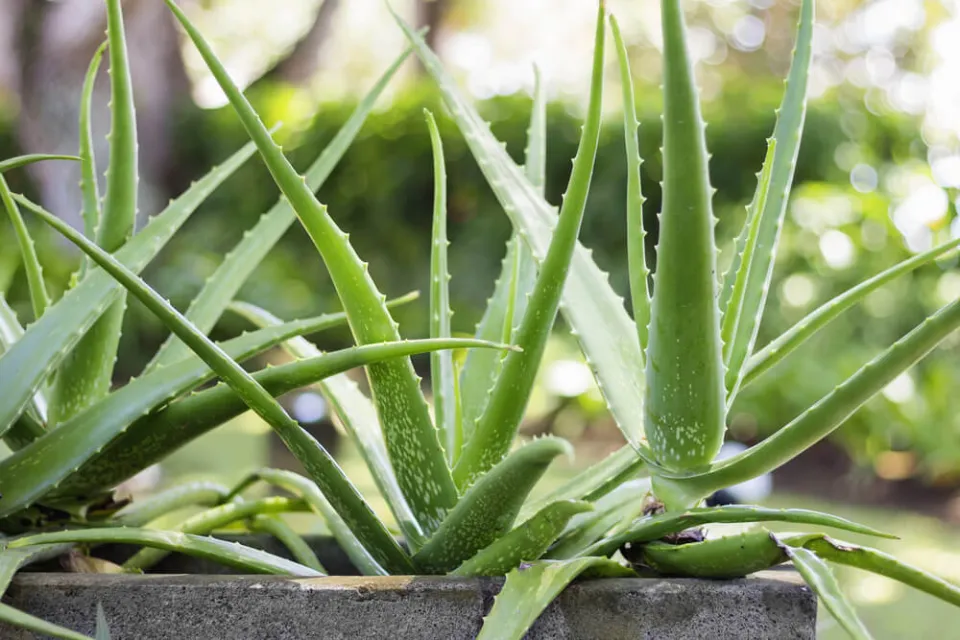 How to Revive a Dying Aloe Plant the Ultimate Instruction