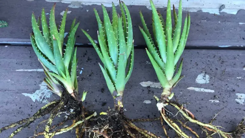 How to Plant Aloe Vera Without Roots? the Easy Instruction