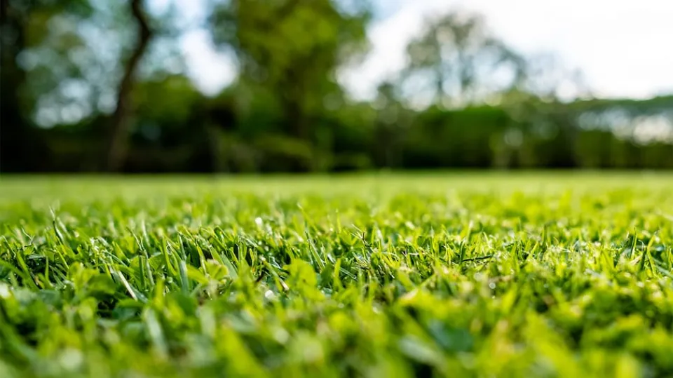 How Long to Water New Grass Seed Let's See