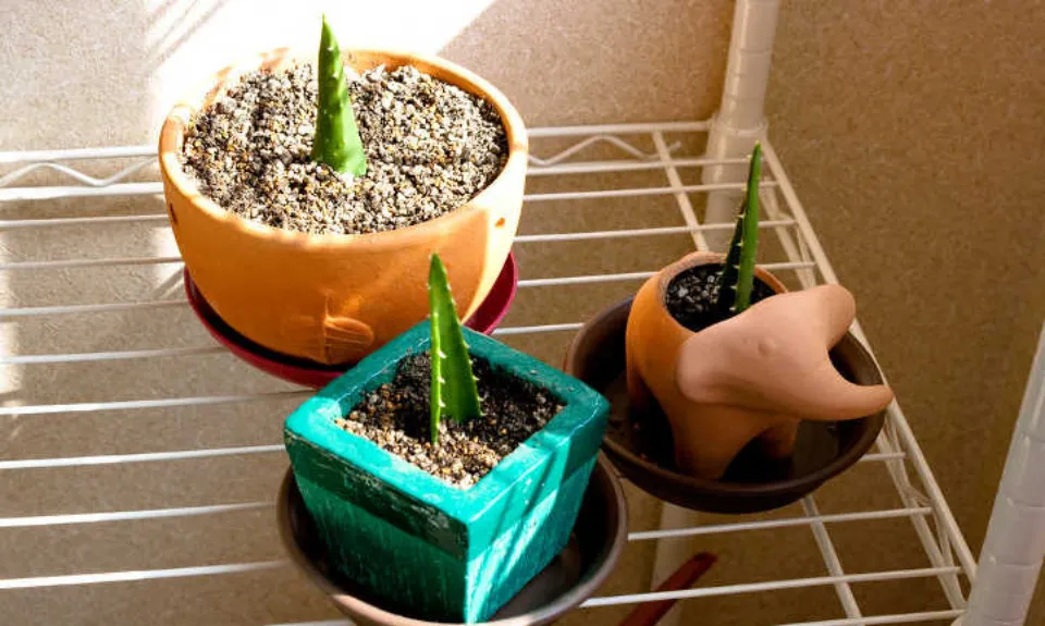 How to Revive a Dying Aloe Plant the Ultimate Instruction