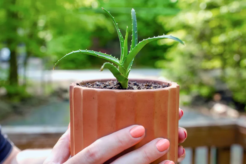 How to Plant Aloe Vera Without Roots the Easy Instruction