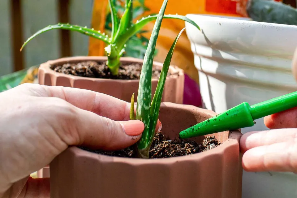 How to Propagate Aloe Plants the Ultimate Instruction