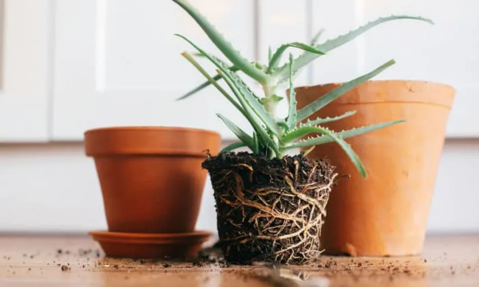 How to Revive a Dying Aloe Plant the Ultimate Instruction