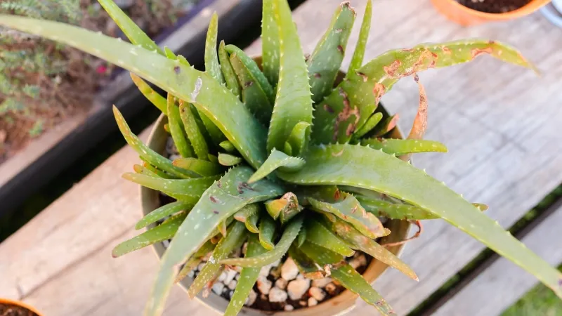 How to Revive a Dying Aloe Plant? the Ultimate Instruction