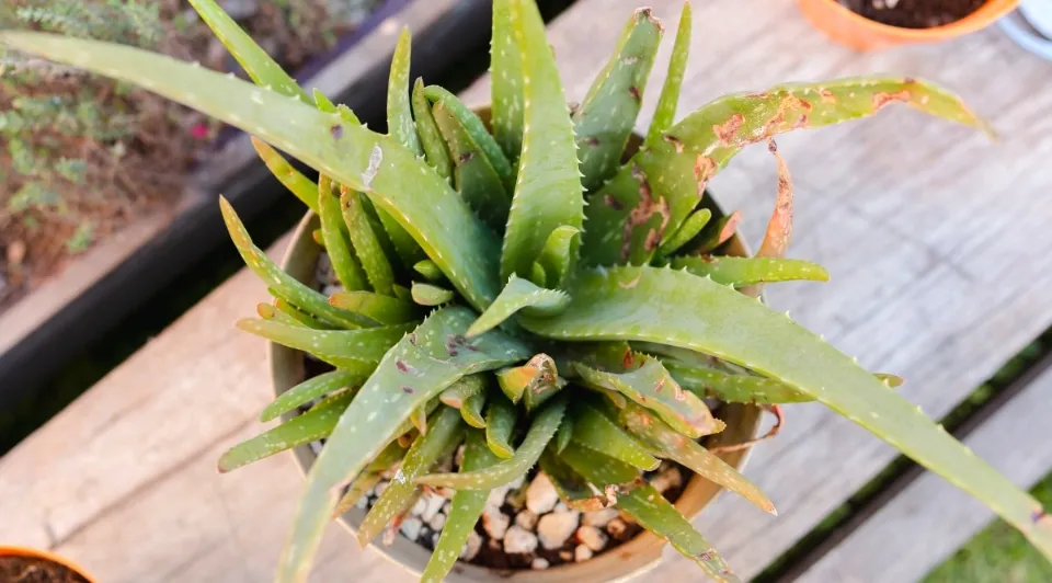 How to Propagate Aloe Plants the Ultimate Instruction