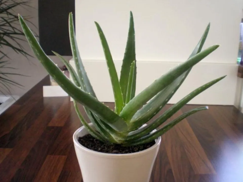 Are Aloe Plants Toxic to Cats What to Do