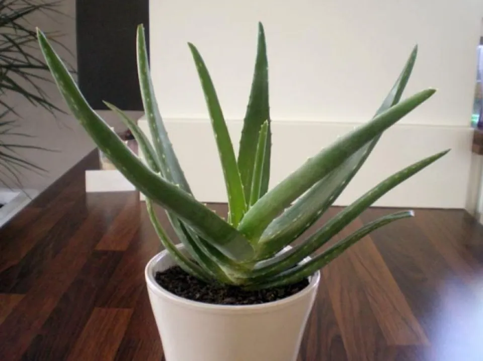 How Big Can Aloe Vera Plants Get All Explored