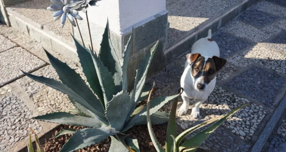 Is Aloe Poisonous to Dogs Why Symptoms & Diagnosis