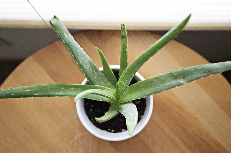 Are Aloe Plants Toxic to Cats What to Do