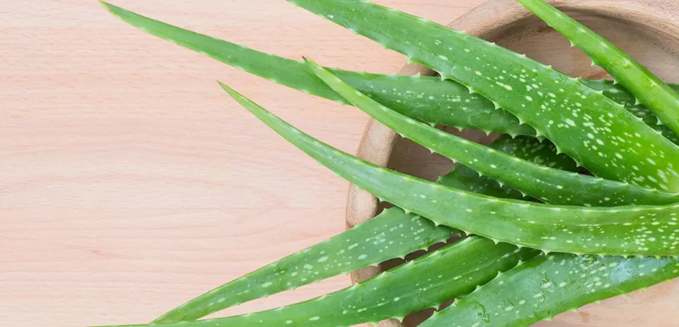 Is Aloe Poisonous to Dogs Why Symptoms & Diagnosis