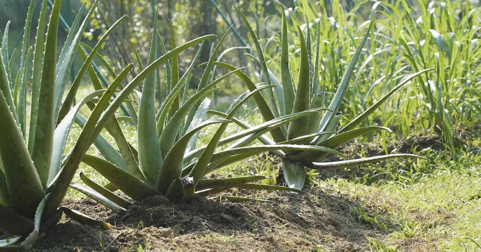 How to Propagate Aloe Plants the Ultimate Instruction