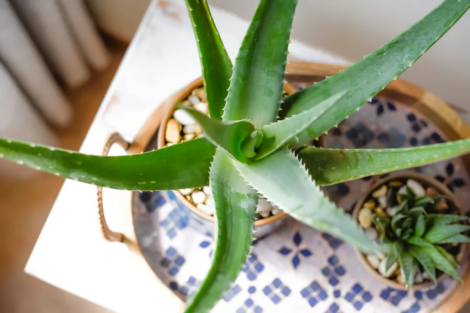 How to Water Aloe Vera Plants Follow the Guide
