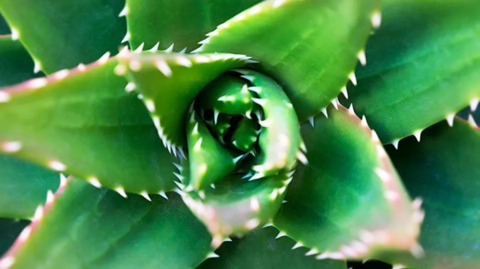 How to Use Aloe Vera Effective Uses