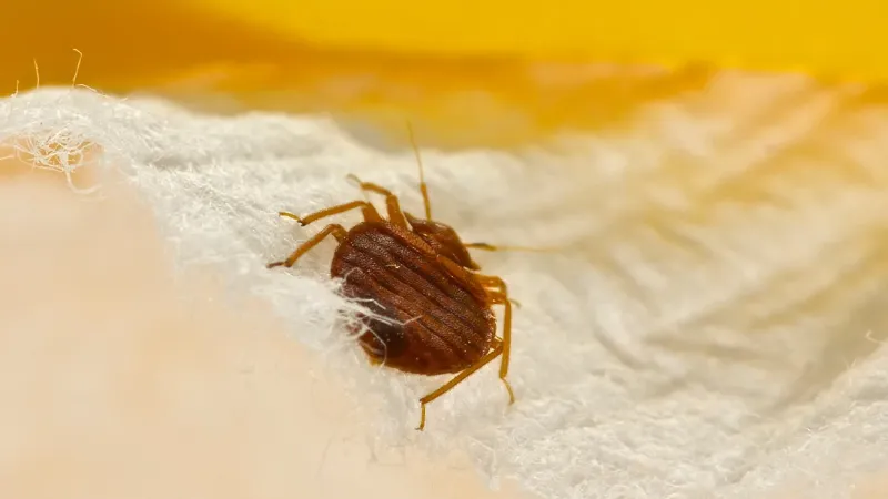What Temperature Kills Bed Bugs? Does Heating Or Freezing Kill Bed Bugs?