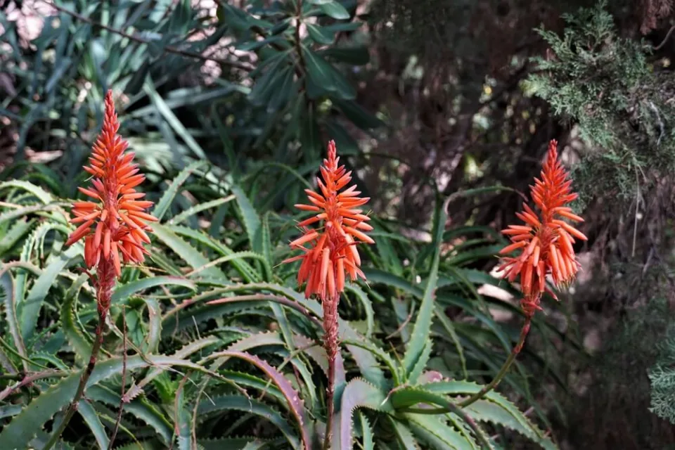 Do Aloe Plants Bloom - Aloe Plant Flower