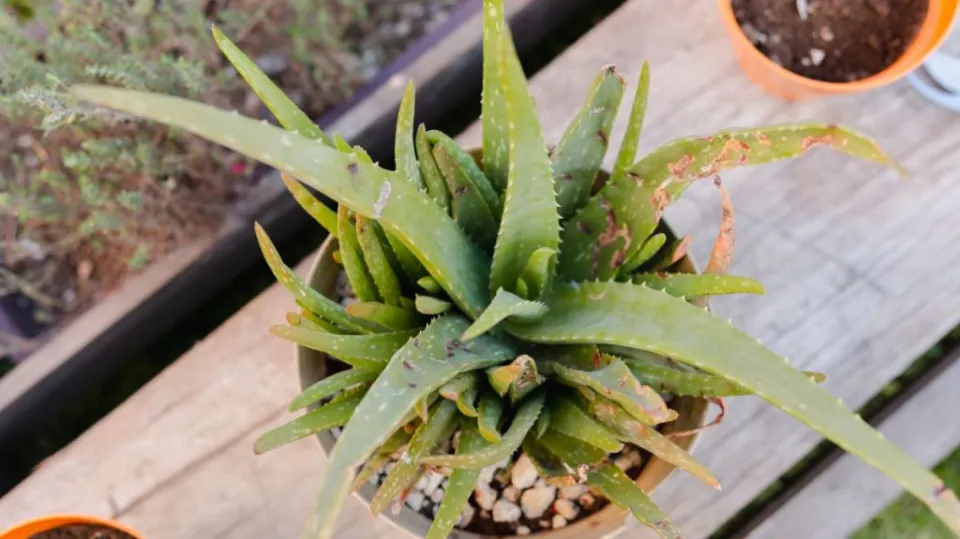 Why is Aloe Vera Plant Turning White?