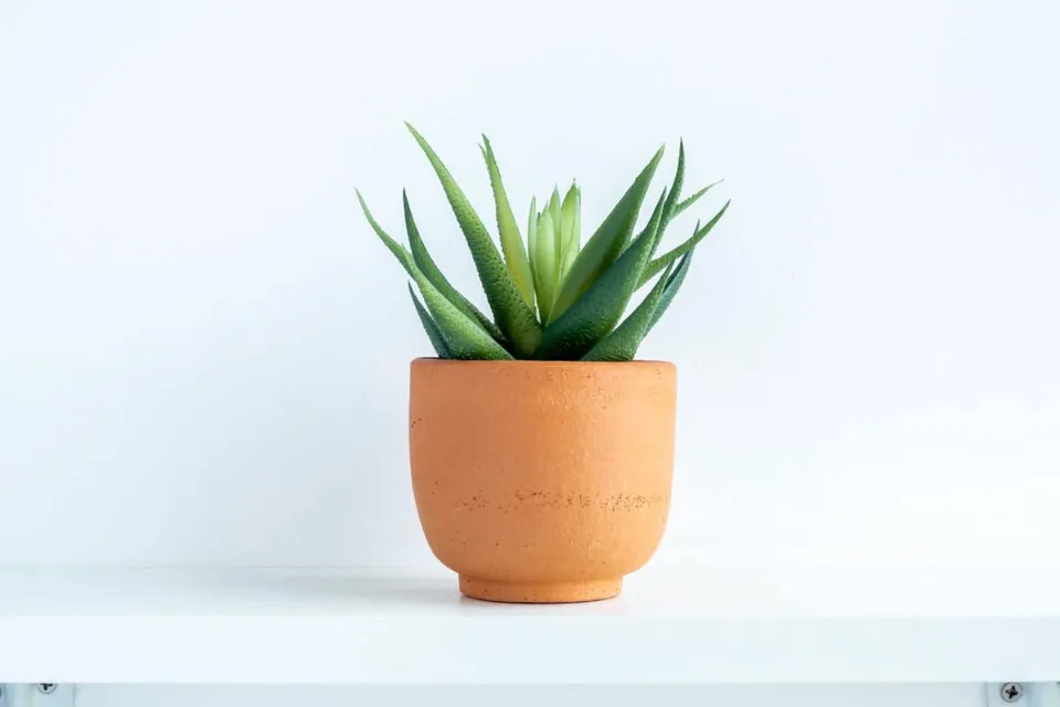 Best Pots for Aloe Plants