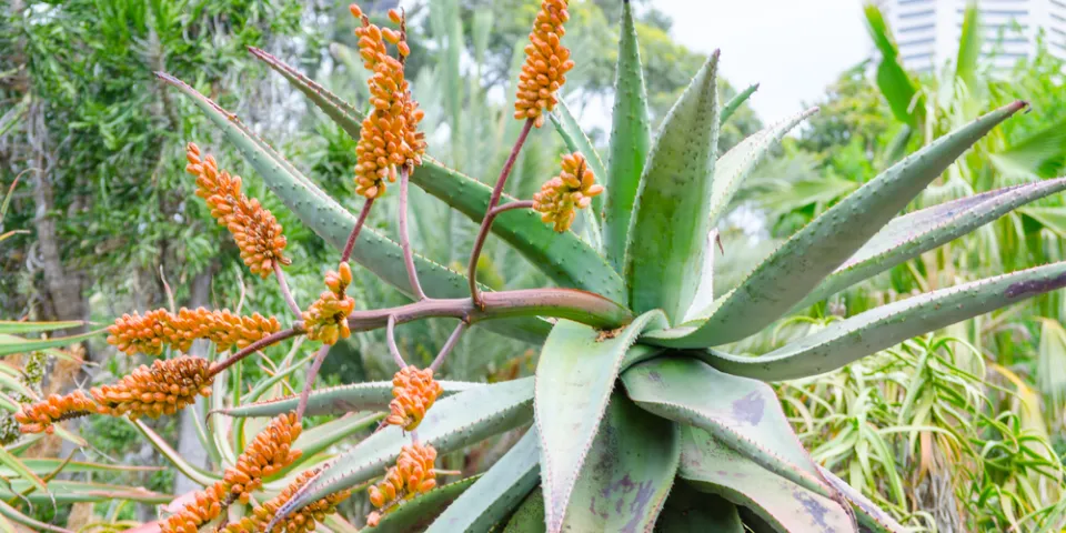 Do Aloe Plants Bloom - Aloe Plant Flower