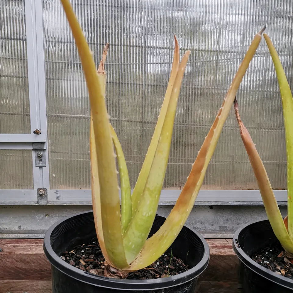 Why is Aloe Vera Plant Turning White?
