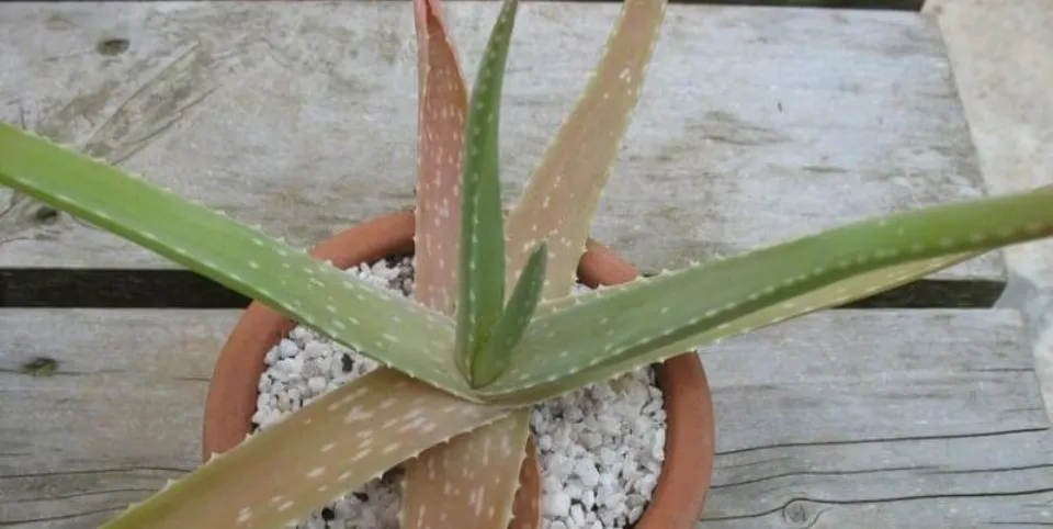 Why is Aloe Vera Plant Turning White?